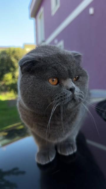 @BOBI🐈⬛