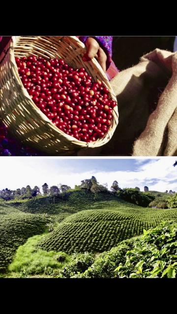 @CoffeeVitals ☕️ 🌱🤎