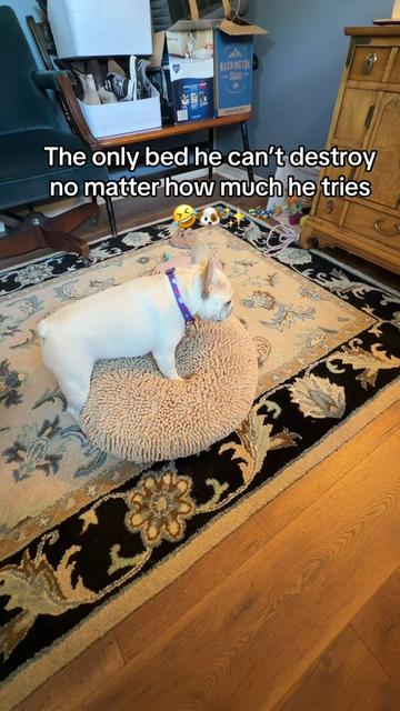 @Bagel the OG Frenchie