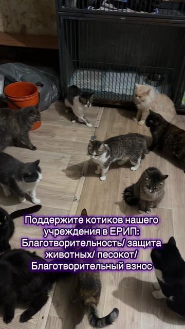 @Директор &laquo;Песокот&raquo;250🐈🐶