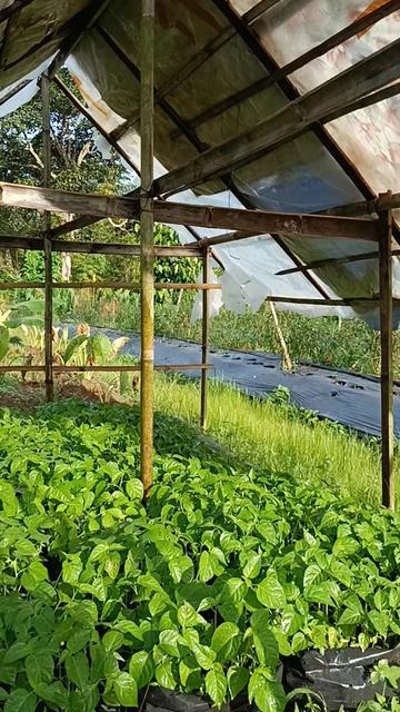 @aneka.bibit.pepaya