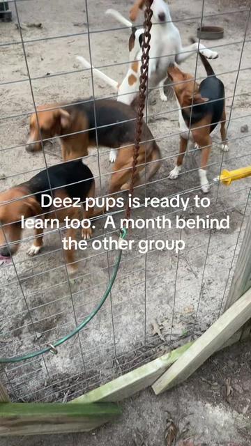 @3DeepKennels