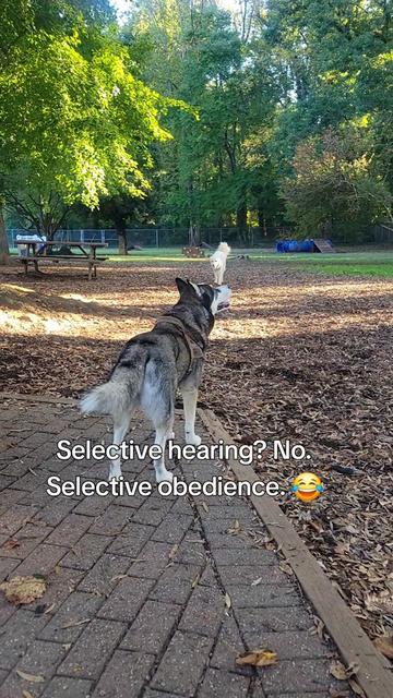 @the Hussey Husky