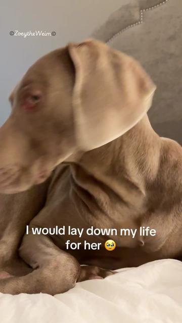 @Zoey the Weim
