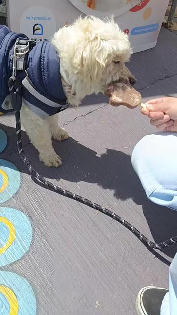 @Doggy Cream