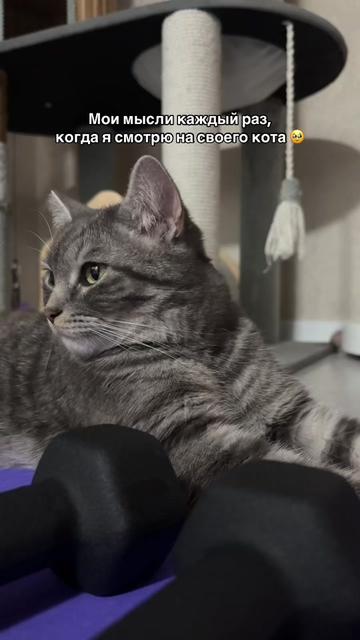 @Спасенные с улицы котики ❤️