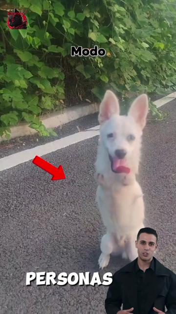 @Modoanimal