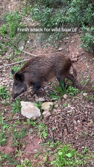 @Cute Boars