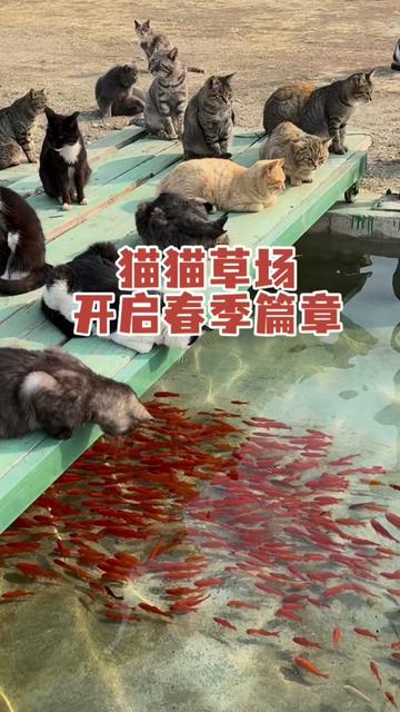 @小可爱猫猫们