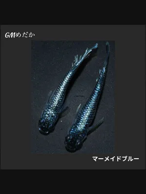 @gmmedaka.niigata