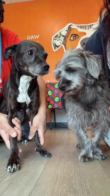 @Dogtopia South Ann Arbor