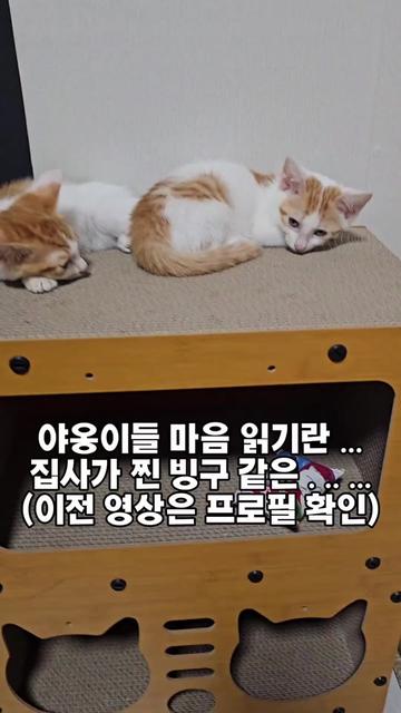 @🍩이상사&times;234🍩