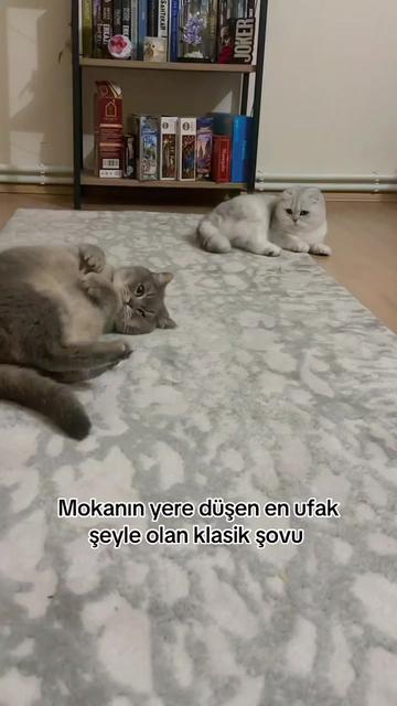 @MokaMia