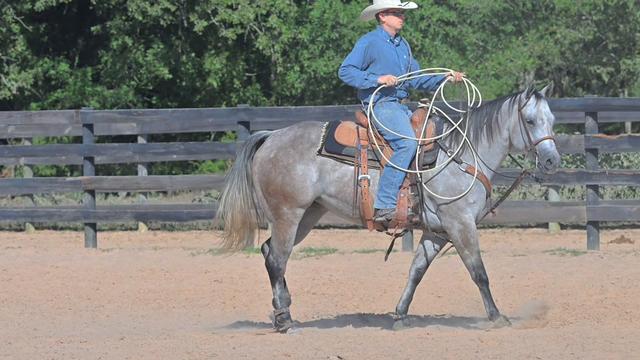@HD Performance Horses
