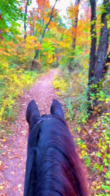@Free Spirit Equestrian