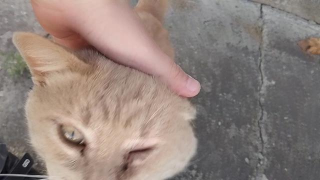 @Фокси1337