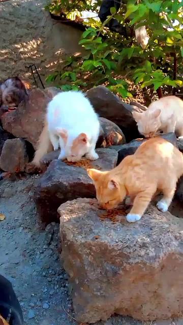 @Biru Cat's Family