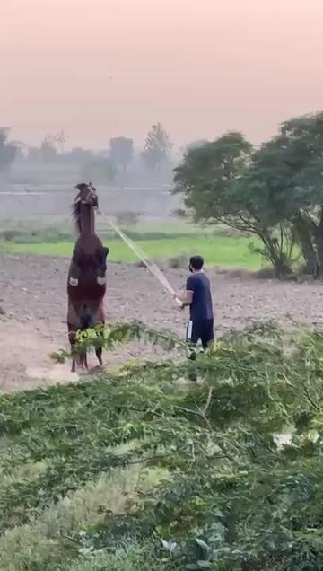 @احمد گل نمبر دار