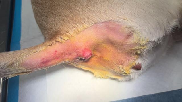 @911vetcare