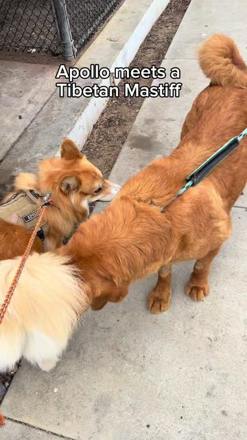 @apollothecorgimute