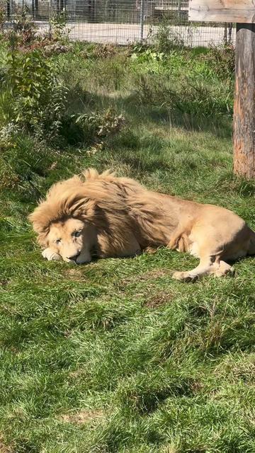 @The Wildcat Sanctuary