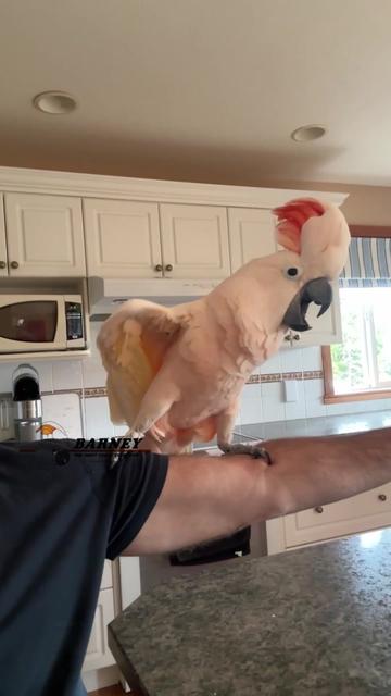 @Barney the West Coast Cockatoo
