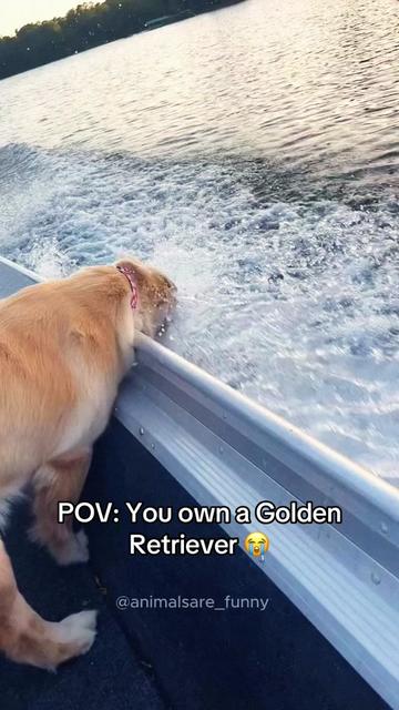 @Funny animals 😹🐶🇺🇸