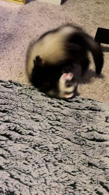 @oliverandstellaferrets
