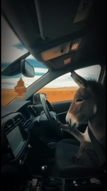 @auraful_animals