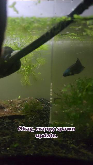 @Wicked Bettas