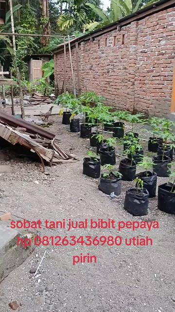 @Syafrizal , tanjuang