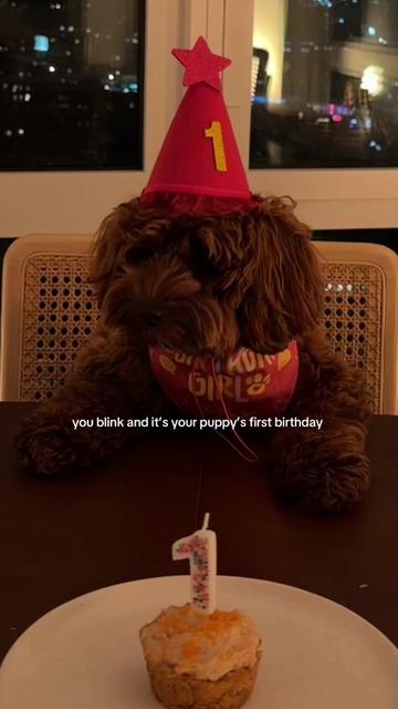 @Lilo The Cockapoo