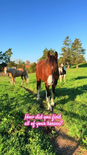@Free Spirit Equestrian