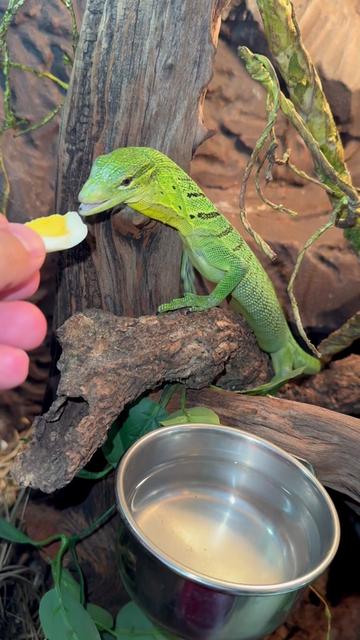 @Tommys_reptiles