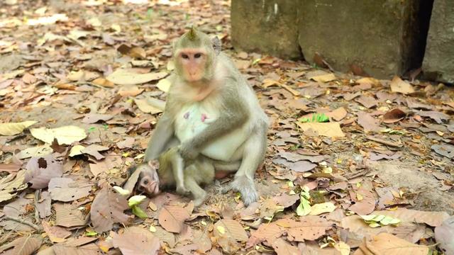 @Monkey Cambodia