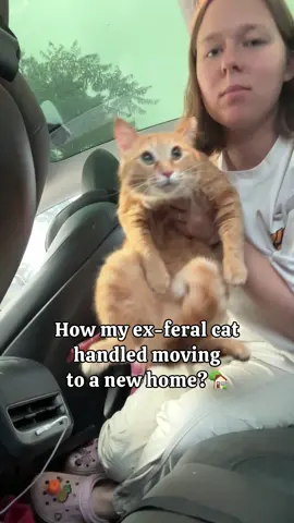 @MyStrayCheese