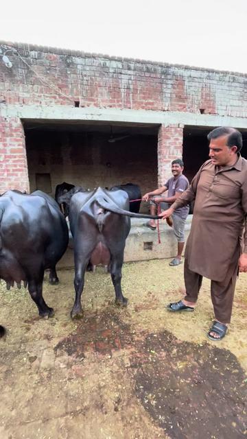 @Farming and Business Ideas