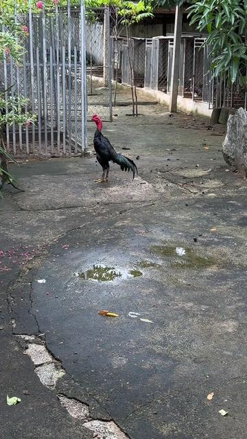 @Quốc khánh