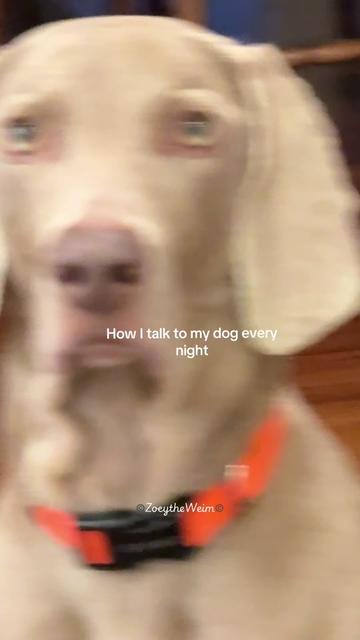 @Zoey the Weim