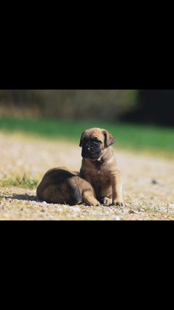 @americana_kennels