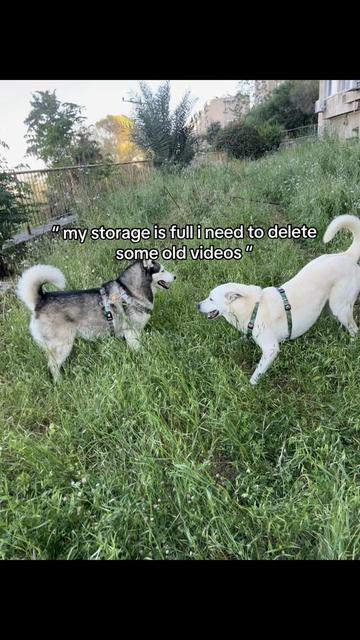 @Nala & Bella 💜