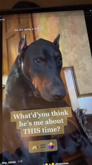 @Tiny Bear & Tiny Horse
