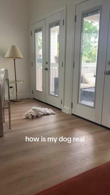 @toe beans inc!🐾