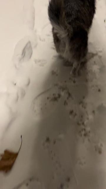 @Catd00d 🇬🇱