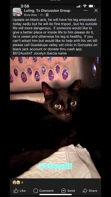 @dutch.vandercat