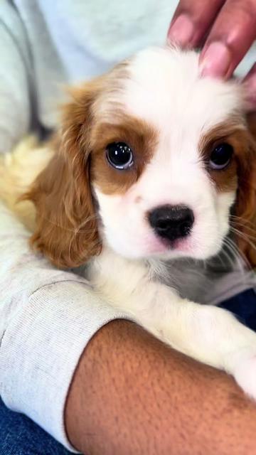 @Petland Oklahoma City