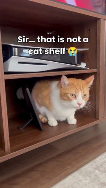 @One and a Half Orange Cats