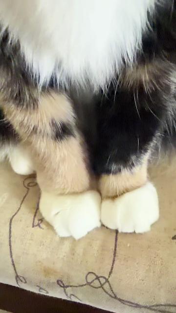@SnickersTheSmilingCat