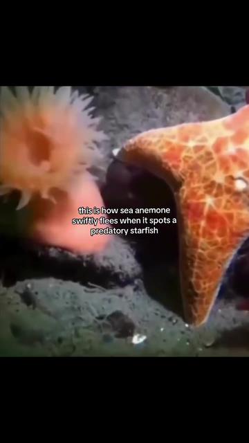 @SpaceXplorer