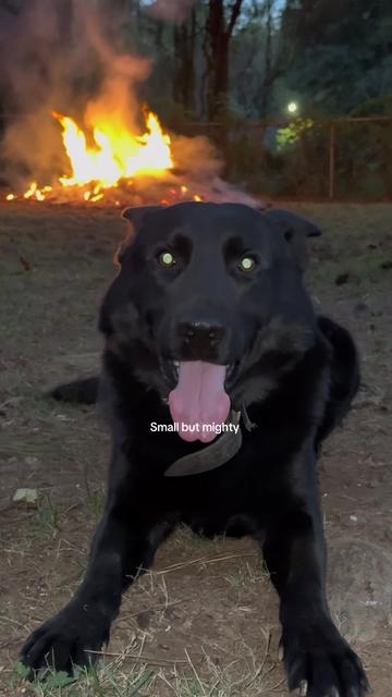 @True Guard K9 I Tara